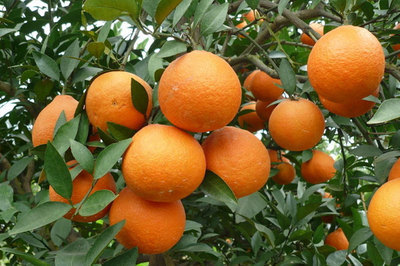  甜橙